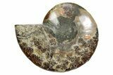 Cut & Polished Ammonite Fossil (Half) - Madagascar #349035-1